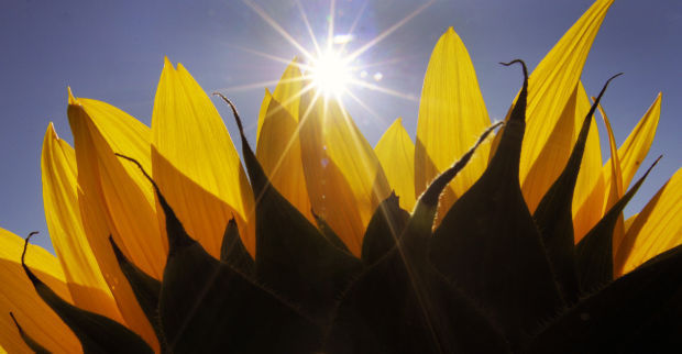 Sun on sunflowers